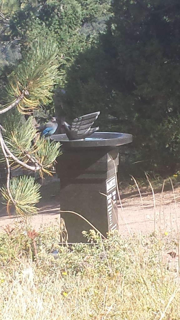 Blue bird at Kade's stone 9-20-14